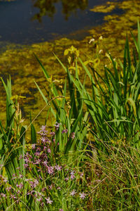Close-up of purple flowering plants on field