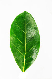 Close-up of green leaf on white background