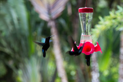 Close-up of hummingbirds flying near bird feeder