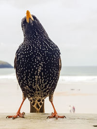 Close-up of bird on beach