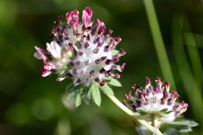 Close-up of pink flower