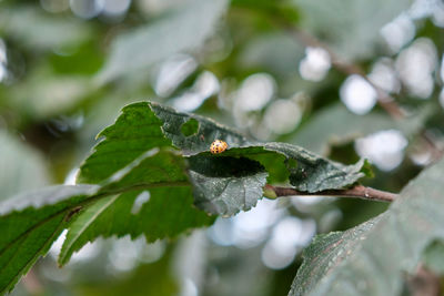 Close-up of insect on leaf