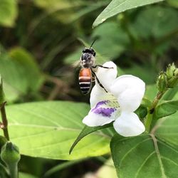 Close-up of insect on flower