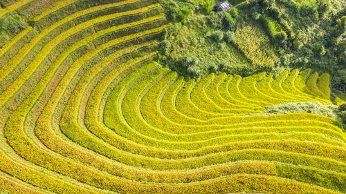 Full frame shot of agricultural field