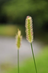 Close-up of flower against blurred background