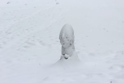 Close-up of horse on snow