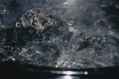 Close-up of fish swimming in water