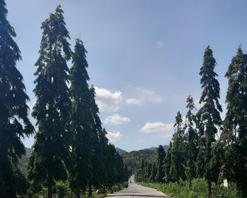 Road amidst trees against sky