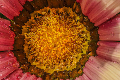 Full frame shot of pink flower
