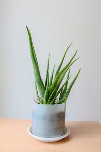 Close-up of potted plant on table