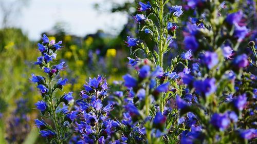 Close-up of purple flowering plants on field