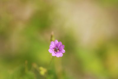 Close-up of pink flowering plant