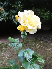 Close-up of yellow rose