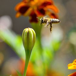 Close-up of insect on flower