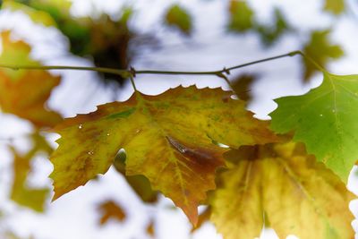 Close-up of water drops on leaf