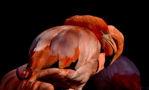 Stunning majestic bright pink salmon and orange colored flamingo resting feathers  all ruffled 