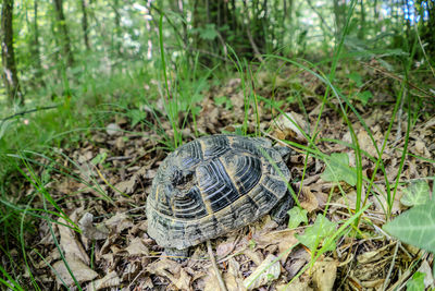 turtle