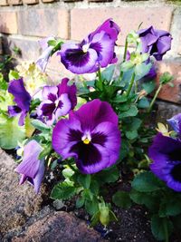 Close-up of purple flowering plants