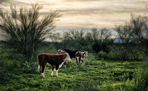 Cows grazing on field against sky