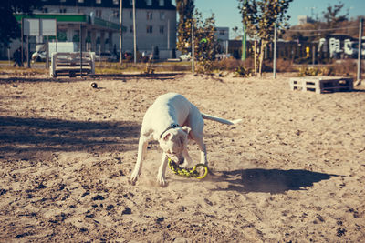 Dogs on sand at beach