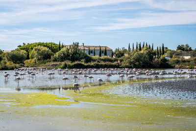 View of birds by lake against sky