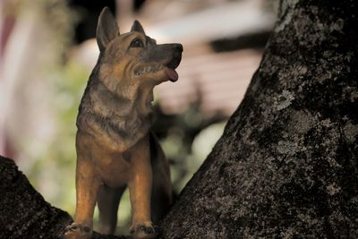 Close-up of lizard on tree trunk