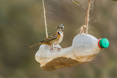 Portrait of a chingolo  zonotrichia capensis in a plastic trough from recycled bottle