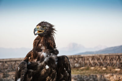 Close-up of a eagle bird on a field