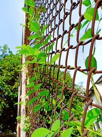 Low angle view of plants against sky