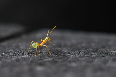 Close-up of insect