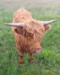 Cow standing on field