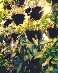 Full frame shot of plants