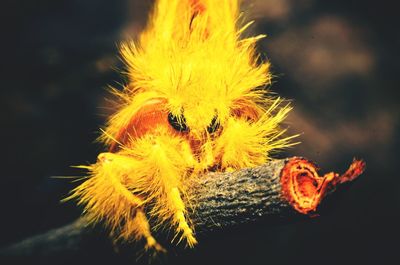 Close-up of insect on yellow flower at night