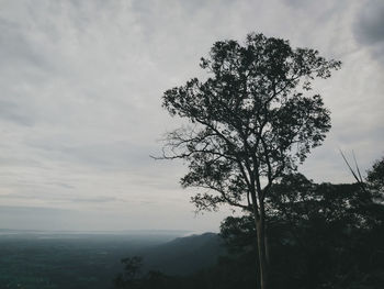 Low angle view of tree against sky