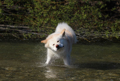 Dog in a lake