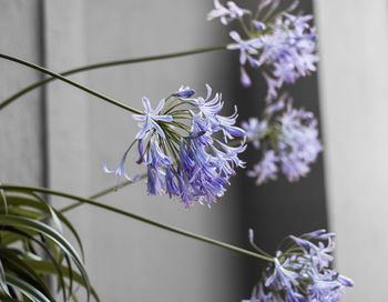 Close-up of purple flowers blooming outdoors