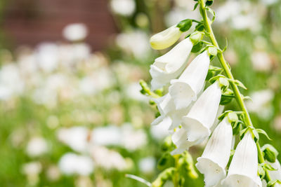 Close-up of white flowering plant