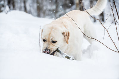 Dog looking at snow