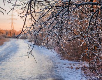 Snow covered bare trees on land