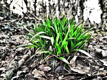 Close-up of plants growing on field