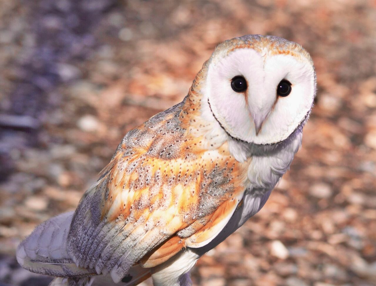 animal themes, one animal, animals in the wild, wildlife, focus on foreground, close-up, portrait, front view, bird, outdoors, field, looking at camera, animal head, owl, day, nature, no people, beak, bird of prey