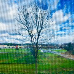 Bare tree in field