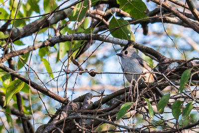 Low angle view of bird perching on tree