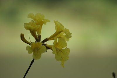 Close-up of yellow flowers