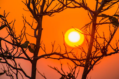 Low angle view of silhouette bare tree against orange sky