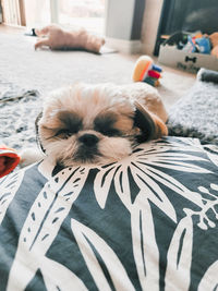 Portrait of dog relaxing on bed at home