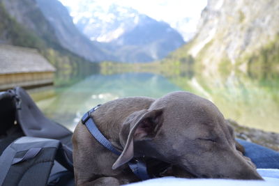 View of a dog looking at mountain range