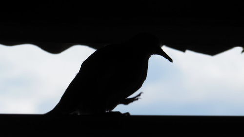 Low angle view of birds perching on wall