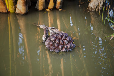 High angle view of pine cone