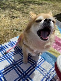 High angle view of dog yawning